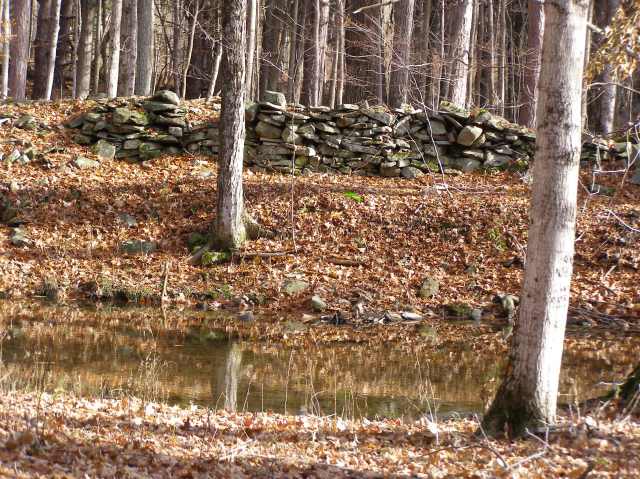 Woods
